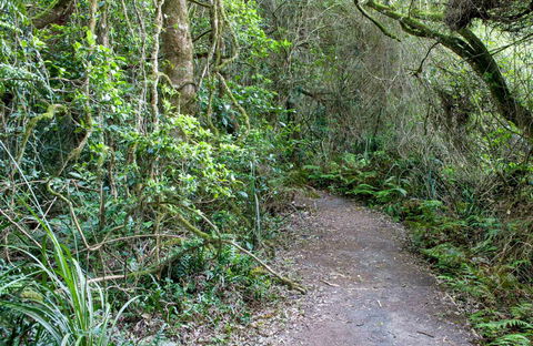 Rainforest Walking Track, Roberston Nature Reserve - Melbourne Tourism 0