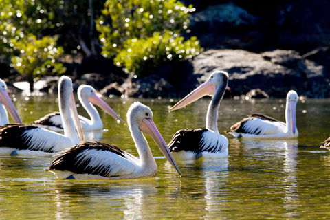 Snorkel Hat Head Creek - Melbourne Tourism 2