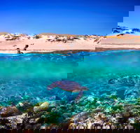 Snorkel the Ningaloo Reef - Melbourne Tourism