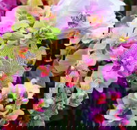 Tinonee Orchid Nursery - Melbourne Tourism