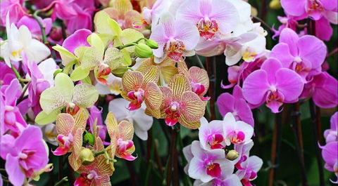 Tinonee Orchid Nursery - Melbourne Tourism 0