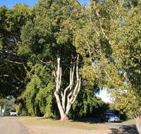 Anzac Avenue Memorial Trees Beerburrum