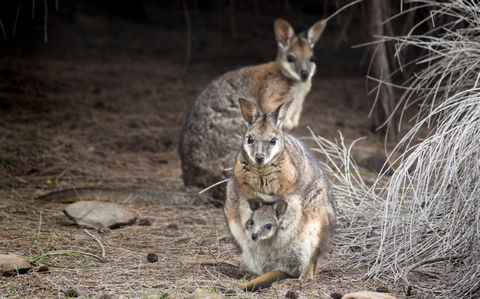 Bald Hill Walk - Cape Gantheaume Conservation Park - Melbourne Tourism 0