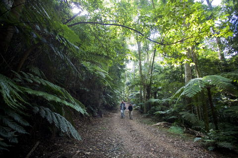 Booloumba Falls Walk, Conondale National Park - Melbourne Tourism 2