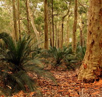 Burrawang Walking Track - Melbourne Tourism