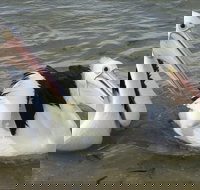 Chinaman Wells - Melbourne Tourism