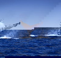 Humpback Whales - Melbourne Tourism