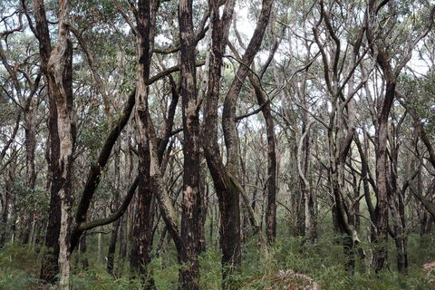 Lookout Hill  Circuit Walk - Melbourne Tourism 0
