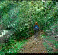 Mount Cougal Springbrook National Park - Melbourne Tourism