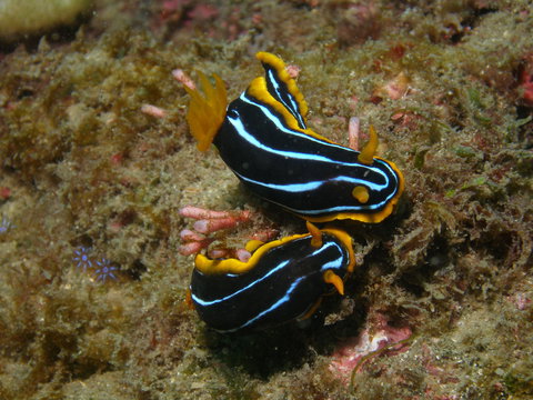 Mudjimba (Old Woman) Island Dive Site - Melbourne Tourism 1
