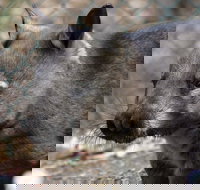 Peel Zoo - Melbourne Tourism