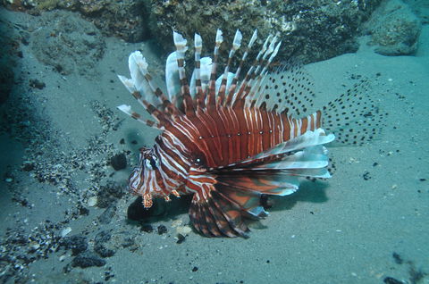 The Pines Dive Site - Melbourne Tourism 1