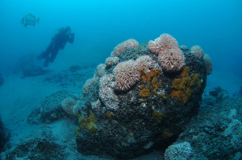 The Pines Dive Site - Melbourne Tourism 2
