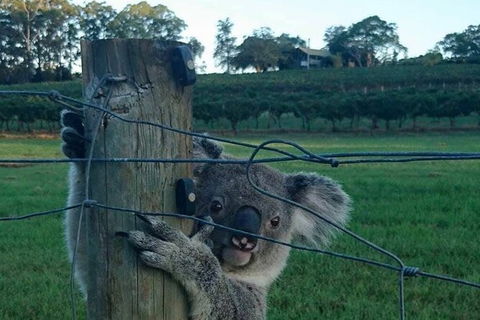 The Secret Vines Experience Port Macquarie - Melbourne Tourism 1