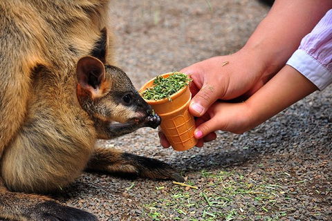 Blue Mountains Highlights & Wildlife Park - Melbourne Tourism 3