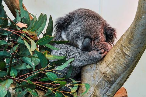 Blue Mountains Highlights & Wildlife Park - Melbourne Tourism 1