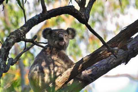 Gold Coast Lamington National Park And Tamborine Mountain 4WD Ecotour - Melbourne Tourism 3