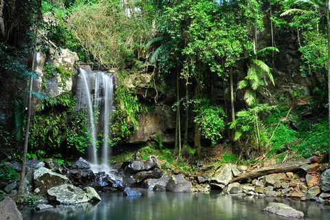 Gold Coast Lamington National Park And Tamborine Mountain 4WD Ecotour - Melbourne Tourism 2