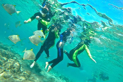 Half-Day Kayak, SUP And Snorkel Tour At Wave Break Island With Lunch - Melbourne Tourism 7