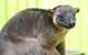 2-Day Green Island Cruise And Kuranda Day Trip - thumb 5