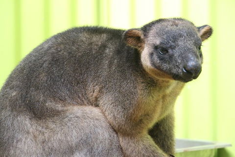 2-Day Green Island Cruise And Kuranda Day Trip - Melbourne Tourism 5