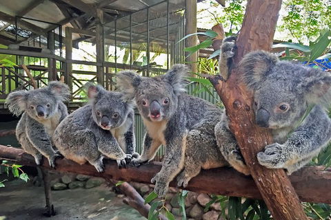 2-Day Green Island Cruise And Kuranda Day Trip - Melbourne Tourism 6