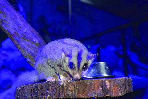 Kuranda Koala Gardens And Birdworld Admission Tickets - Melbourne Tourism 4