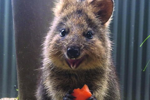 Kuranda Koala Gardens And Birdworld Admission Tickets - Melbourne Tourism 2