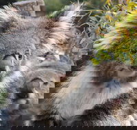 Kuranda Koala Gardens and Birdworld Admission Tickets - Melbourne Tourism