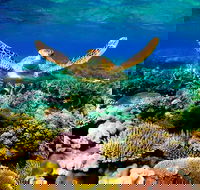 3-Day Best of Cairns Combo The Daintree Rainforest Great Barrier Reef and Kuranda - Melbourne Tourism