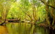 Private Half Day Tour: Exclusive World Heritage Rainforest And Waterfall Tour From Cairns - thumb 0