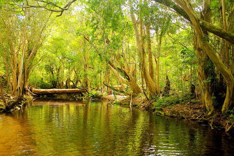 Private Half Day Tour: Exclusive World Heritage Rainforest And Waterfall Tour From Cairns - Melbourne Tourism 0