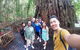 Private Half Day Tour: Exclusive World Heritage Rainforest And Waterfall Tour From Cairns - thumb 2