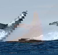 Private whale watching - Melbourne Tourism