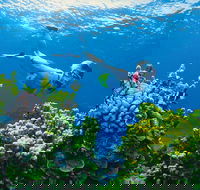 Full Day Snorkel In The Great Barrier Reef - Melbourne Tourism