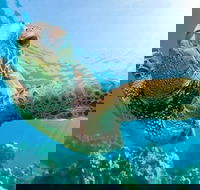 Guided Snorkel with Fish Tour at Cook Island Aquatic Reserve - Melbourne Tourism
