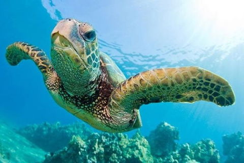 Guided Snorkel With Fish Tour At Cook Island Aquatic Reserve - Melbourne Tourism 0