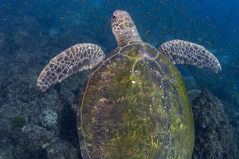 Guided Snorkel With Fish Tour At Cook Island Aquatic Reserve - Melbourne Tourism 3