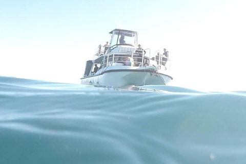 Guided Snorkel With Fish Tour At Cook Island Aquatic Reserve - Melbourne Tourism 5