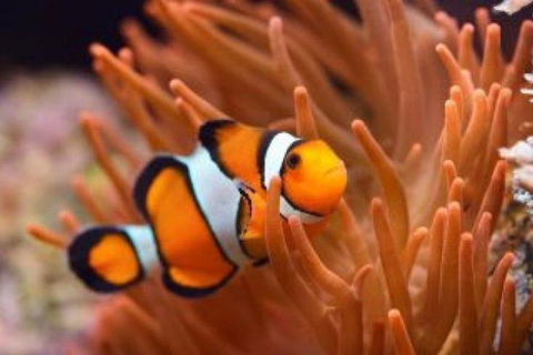 Guided Snorkel With Fish Tour At Cook Island Aquatic Reserve - Melbourne Tourism 6