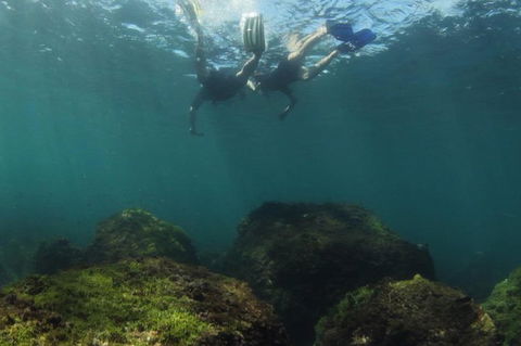 Guided Snorkel With Fish Tour At Cook Island Aquatic Reserve - Melbourne Tourism 1