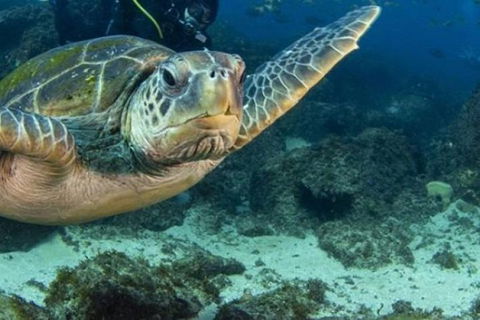 Guided Snorkel With Fish Tour At Cook Island Aquatic Reserve - Melbourne Tourism 4