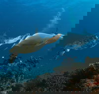 Gold Coast Try-Scuba Experience at Cook Island Aquatic Reserve - Melbourne Tourism