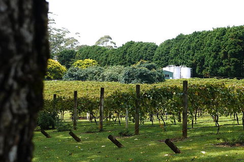 Hens Party Winery Tour - Melbourne Tourism 6
