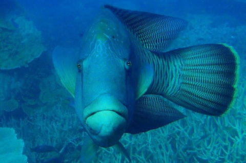 Great Barrier Reef Luxury Expedition Cruise Cabin Booking 7 Days 6 Night - Melbourne Tourism 3