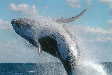 Great Barrier Reef Luxury Expedition Cruise Cabin Booking 7 Days 6 Night - Melbourne Tourism 7