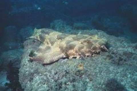 Dive The Scottish Prince Shipwreck - Melbourne Tourism 2