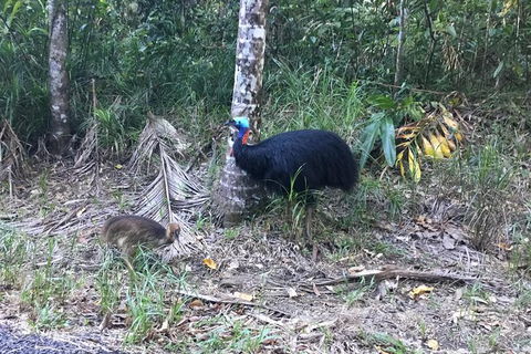 Daintree Luxury Limousine Tour - Full Day - Melbourne Tourism 8