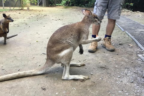 Daintree Luxury Limousine Tour - Full Day - Melbourne Tourism 10