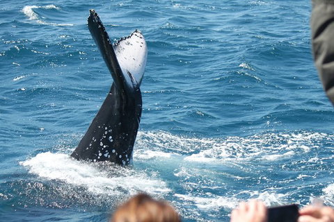 Half-Day Whale Watching In Urangan - Melbourne Tourism 2